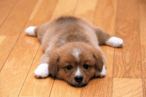 Puppy flooring hotsell