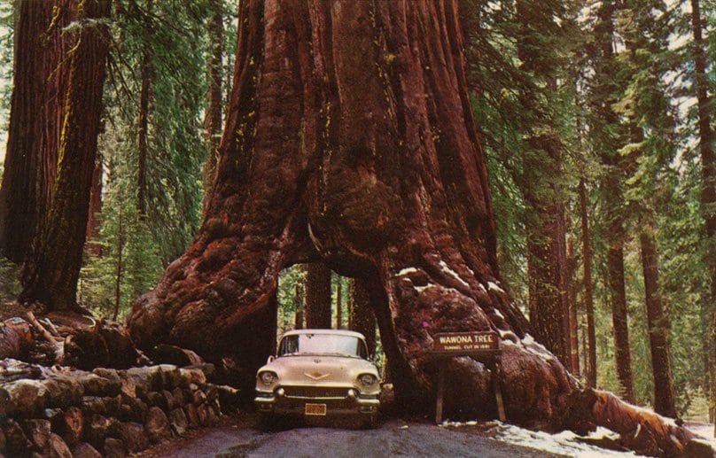 How Green Is Redwood Timbertown How Green Is Redwood Timbertown