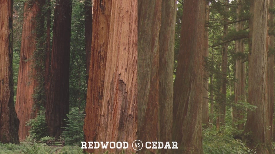 redwood v cedar