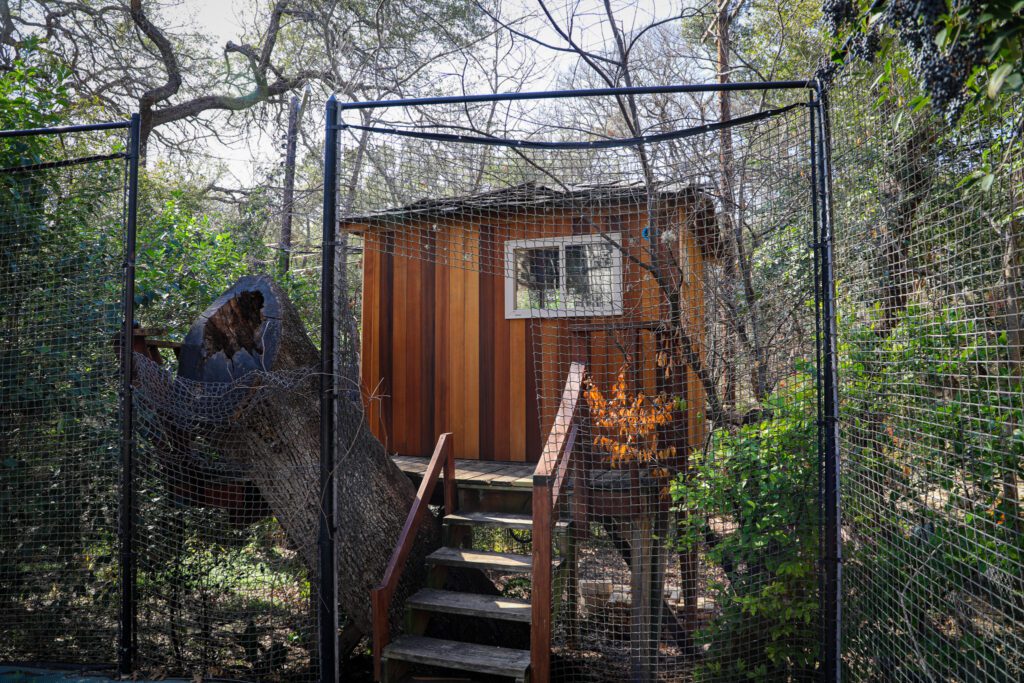 Rainier Plank Treehouse